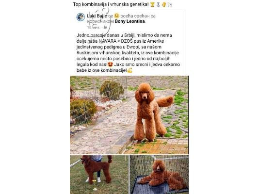 Royal Poodle κουτάβια